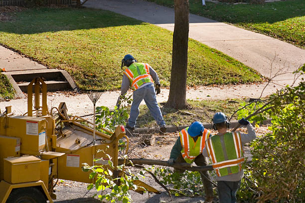 Best Commercial Tree Services  in Iowa Park, TX